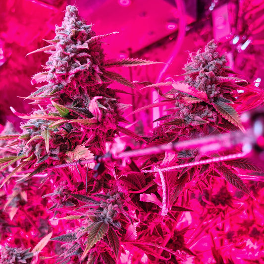 FLOWER-UNICORN SHERBERT