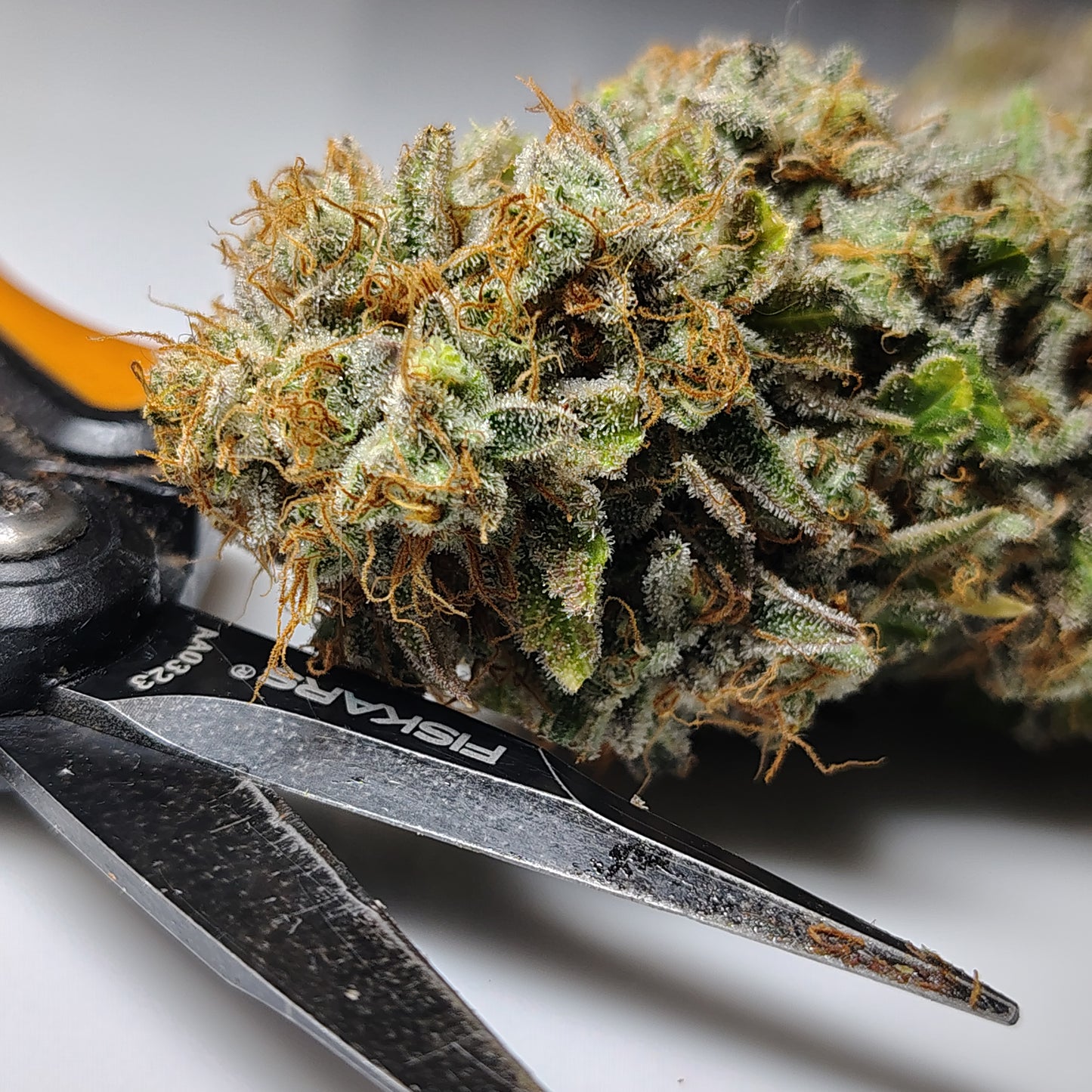 FLOWER-MANGO FREEZER