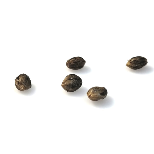 BLUE MOON PIE-3 PACK, 6 PACK, 10 PACK