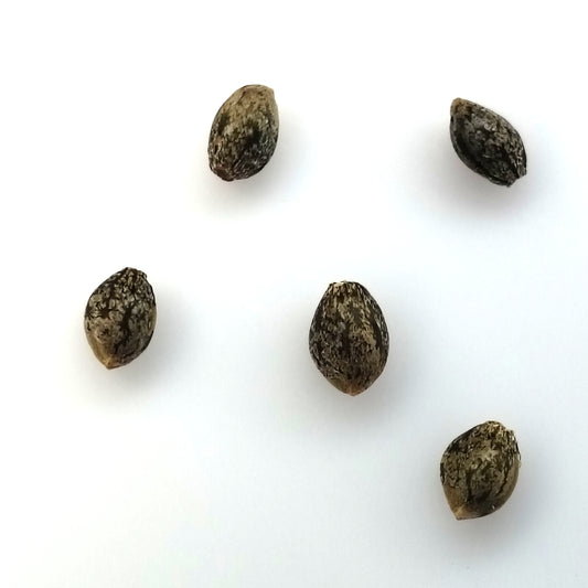 BOOBERRY CREAM-3 PACK, 6 PACK, 10 PACK