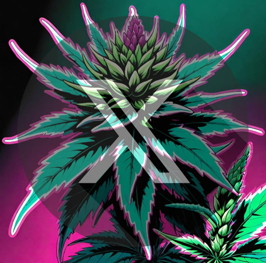 HASH- BLACK RUNTZ S1