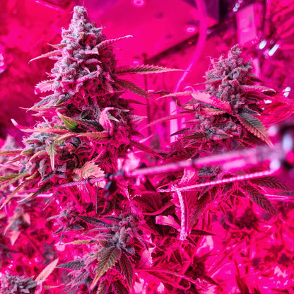 FLOWER-UNICORN SHERBERT