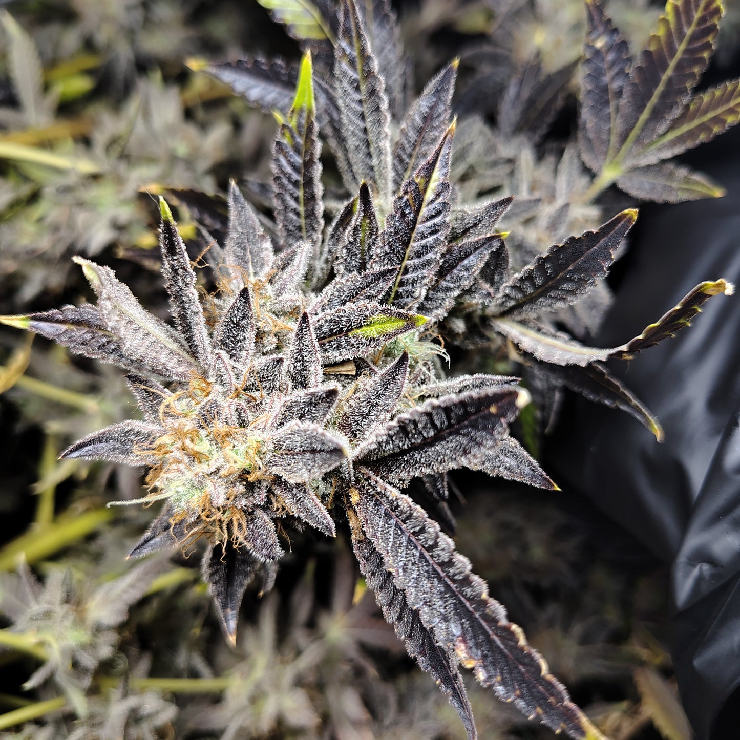 FLOWER-PEANUT BUTTER BREATH