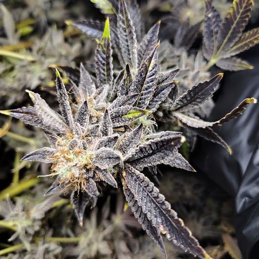 FLOWER-PEANUT BUTTER BREATH