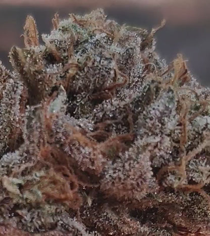 FLOWER-MANGO FREEZER