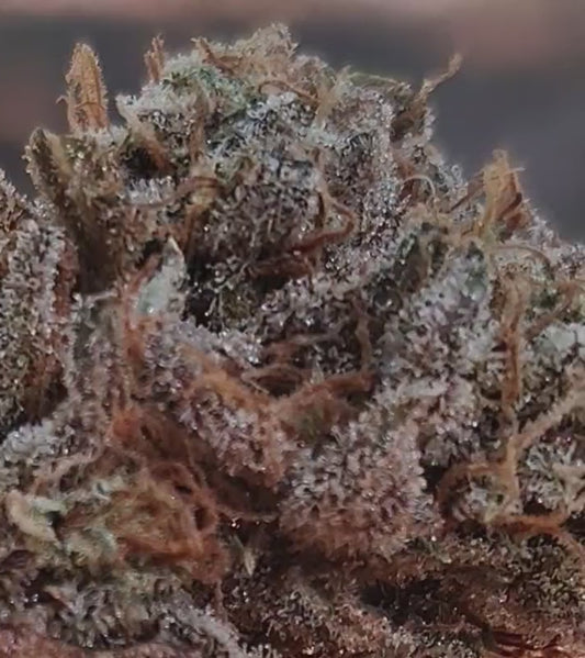 FLOWER-MANGO FREEZER